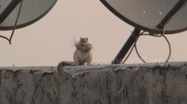 Mother Squirrel Smooths Out a Cozy Nest for Her Family. Building a Warm Nest with Love and Care