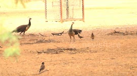 Mother Peahen’s Heroic Battle to Protect Her Peachick from Danger( Crows and Mynas )