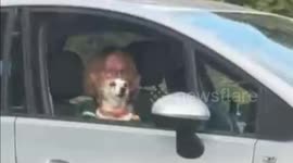 The last trip for a gentleman that had a wonderful love for animals.