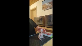 Meet the woman raising Germany’s next generation of falcons