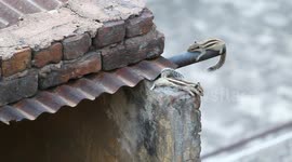 Oddly Satisfying Serenity: Charming Squirrel Duo. Squirrel's Heartwarming Pause