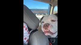 Dog sees a train for the first time and smiles… While still a little loopy