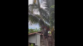Villager rescues pet cat stuck on palm tree