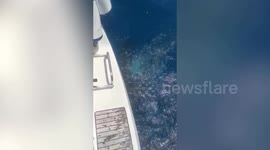 Sailors using spikes and flares to protect boats as orca attacks begin again