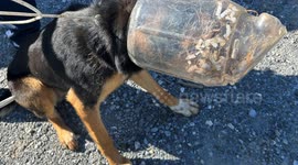 Jug-Rescue Mission: Lynchburg, Virginia Pups Leland and Melvin Reunited