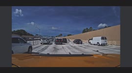 Woman Rescues Baby Opossum From Busy Freeway