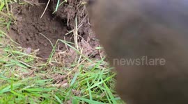 Mole Catching is an important rural service