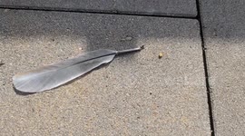 Hard-Working Ant Pulls Giant Feather