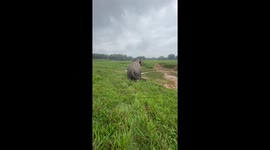 Playful elephant slide down wet grass on her knees
