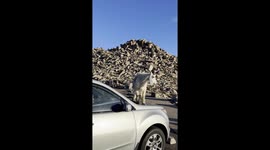 Hilarious moment mountain goat climbs onto motorist's car and urinates