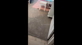 Playful Cat Caught Covered In Yarn