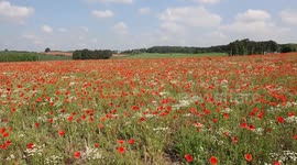 Video shows stunning blooming poppies in fields near Kidderminster