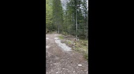 Hikers chased down mountain path by aggressive capercaillie
