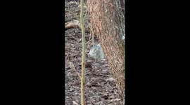 A Seal in the Forest