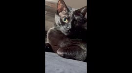 Cat’s Pupils Keep Getting Bigger