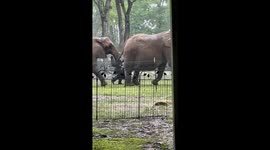 A day at East Texas Elephant Experience in Conroe, Texas