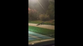 Florida Alligator walking