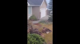 Moose Encounter Footage - Suburban Spokane