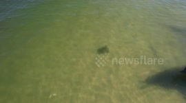 Brazil: Biologists save sea turtle in Rio de Janeiro