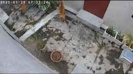 I was So angry When I Saw My Cat Was Attacked by a Group of Dog – Caught on CCTV