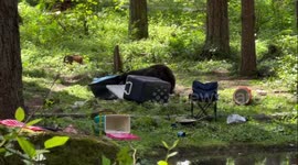 Bear destroys tent at campsite in Washington
