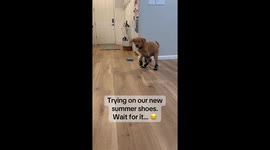 Puppy’s first boots turn him into a tiny galloping horse