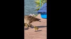 Little gosling tries to be brave, fails adorably at staying awake