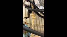 Rescued Spider Monkey Violeta Healing, Thriving at Oakland Zoo