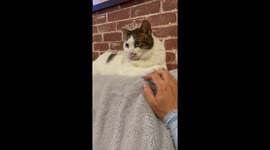 Cat Yields Hand Game To Owner