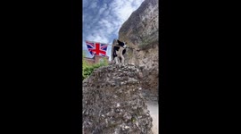Border Collie Celebrates VE Day