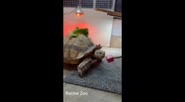 Dewey the Tortoise Participates in Voluntary Training at Racine Zoo