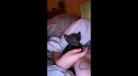 Kitten's Runny Nose Looks Like Second Face