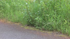 US: Spruce Grouse Hen Leads Chicks Across Road In Glacier Bay National Park