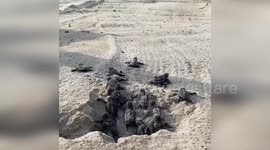 US: More Than 20 Baby Turtles Emerge From Sand And Rush To Sea At Cape Hatteras