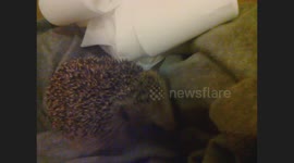 I save Sonic the Headghog from a busy main road and feed it food and drink before putting it back into the wild in a safe place