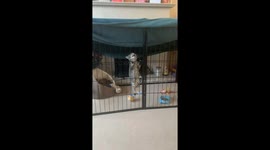 Mischief managed? Not quite. Meet Nessa the chaos kitten