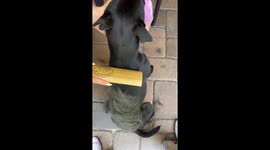 This pup’s grooming session is pure bliss