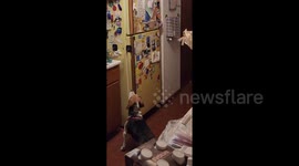 Dog Steals Food From Refrigerator: My Beagle Jax Knows how to Open the Refrigerator and Steal Food.  Finally caught him!