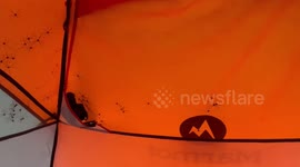 Camper wakes up to hundreds of spiders gathered on tent