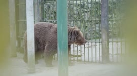 Sad bear kept in tiny cage for three decades is freed but others remain in Slovenian hellhole to amuse tourists