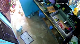 A stray cat stole a hotdog from our kitchen while our pet cat was just standing and watching there