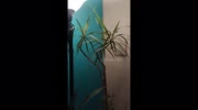 temp