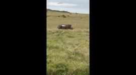 This video was shot by me on a safari ride to go see monkeys. Instead we came up on this guy! I absolutely fell in love with the people of Kenya and the amazing animals we got to see!
