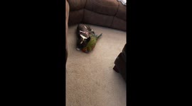 Frenchie and Macaw are Bff's