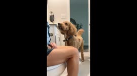 Devoted shadow dog follows owner everywhere—even to the bathroom