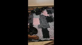 Exhausted Doberman Mom Snoozes Hard