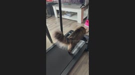 Workouts just got a whole lot furrier with this feline fitness fanatic
