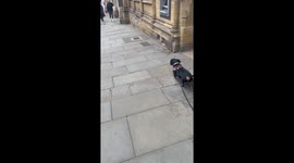 Dog let off the lead and wanders into the pub on his own