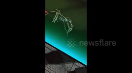 Man uses tree branch as makeshift rod but successfully catches fish to his surprise