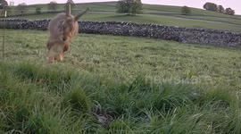 Watch the moment a curlew frightens a hare as it wanders to close to it's nest